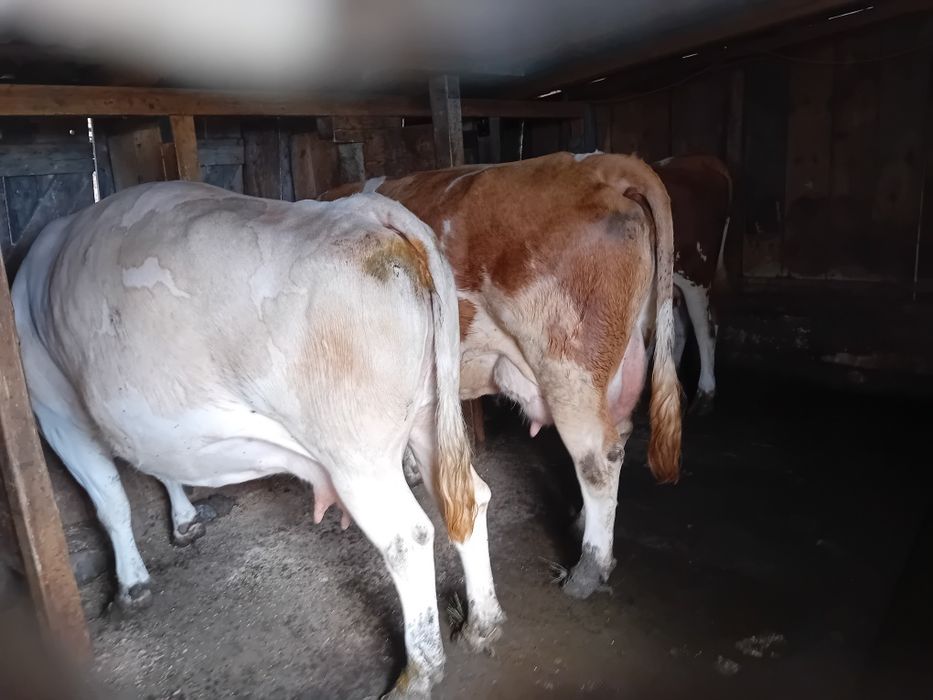 Vând 4 vaci 3 cu lapte una urmează sa fete