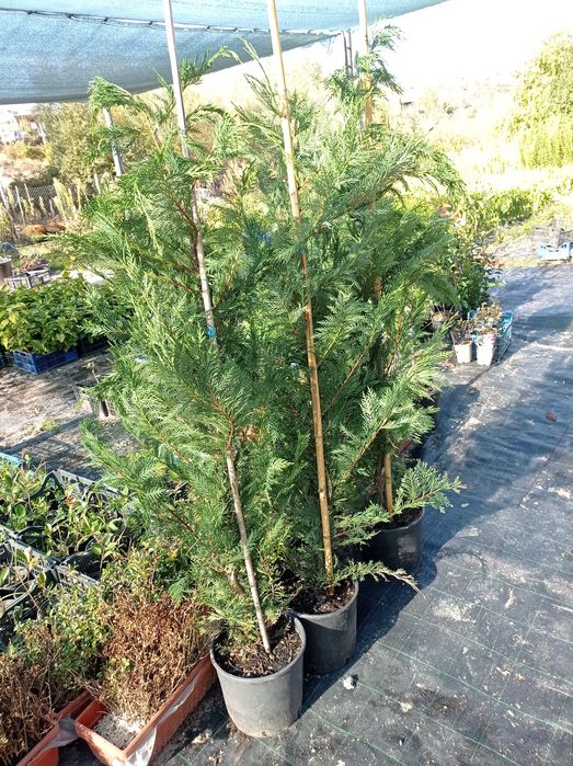 Лейланд топиар 1м.