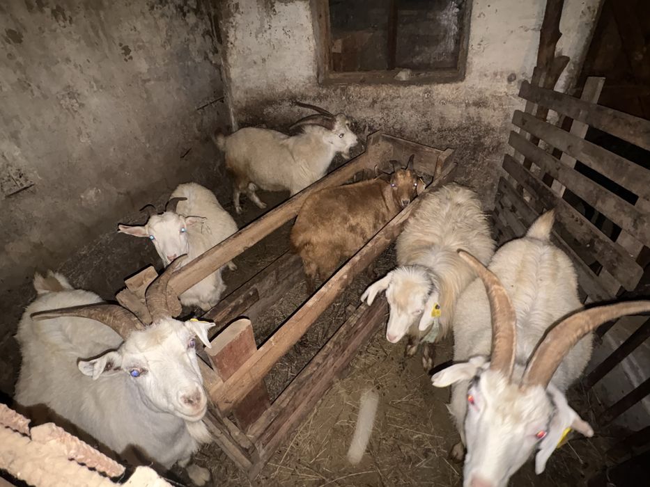 Продам коз и козла
