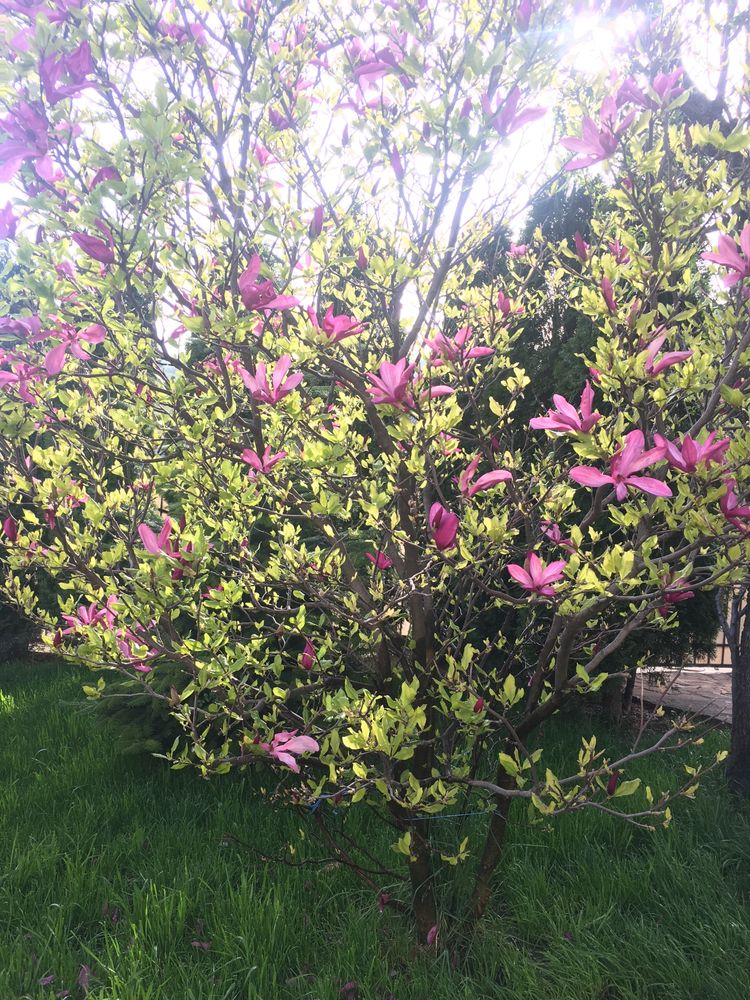 Magnolia Grandiflora  Plante
