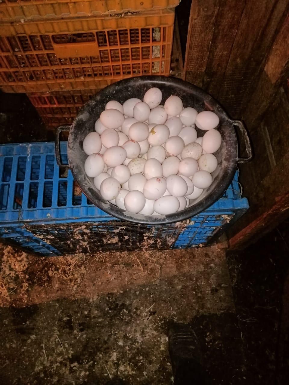 Куры несушки поросята мясного направления
