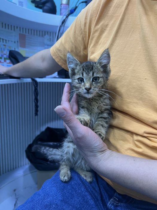 Отдам в добрые и ответственные руки