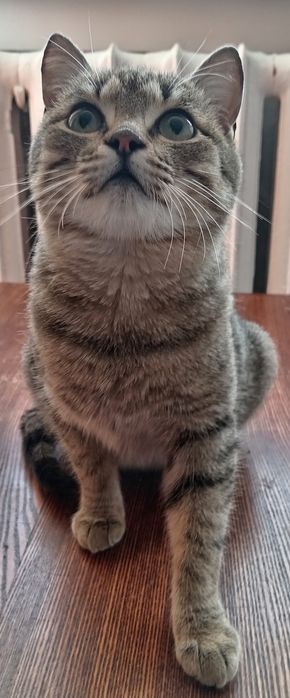 Отдам кошечку в добрые руки