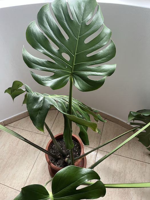 Monstera Deliciosa - planta de apartament