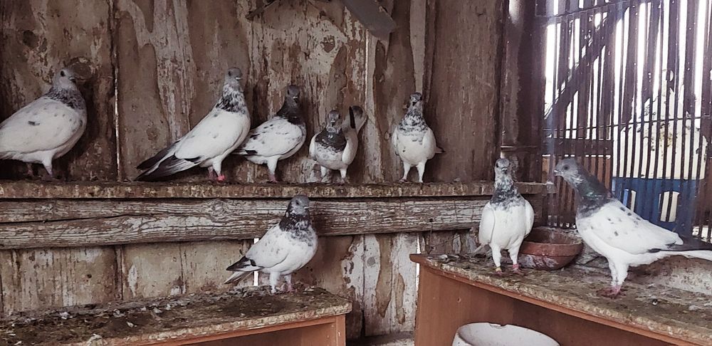 Vand porumbei zburatori de budapesta