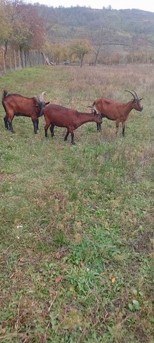 Vând capre alpine franceze