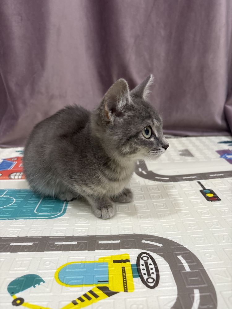 Котенок в добрые руки!