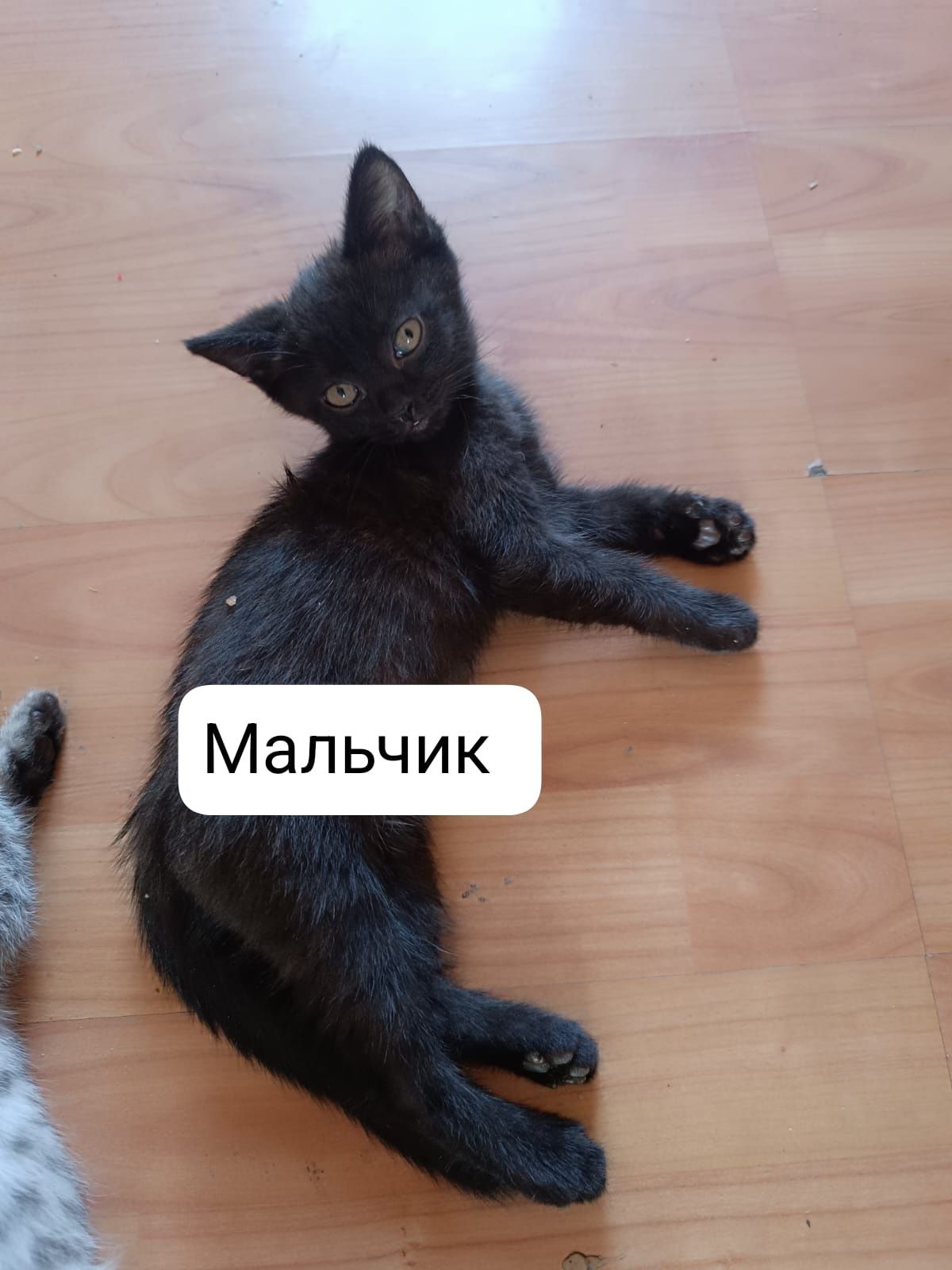 Отдам котят бесплатно