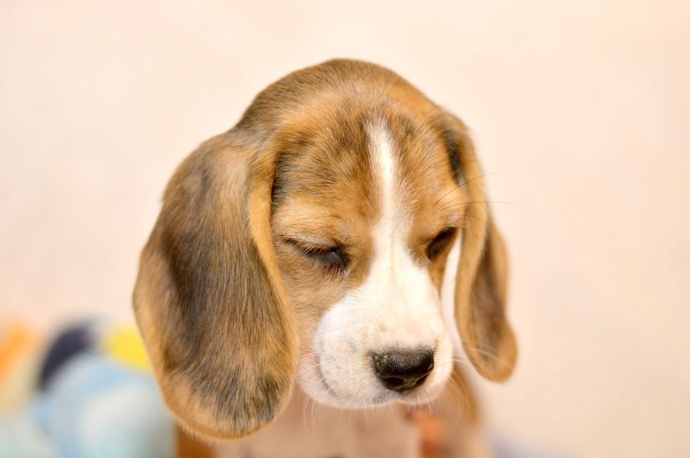 Femela Pui Beagle tricolor din parinti cu pedigree