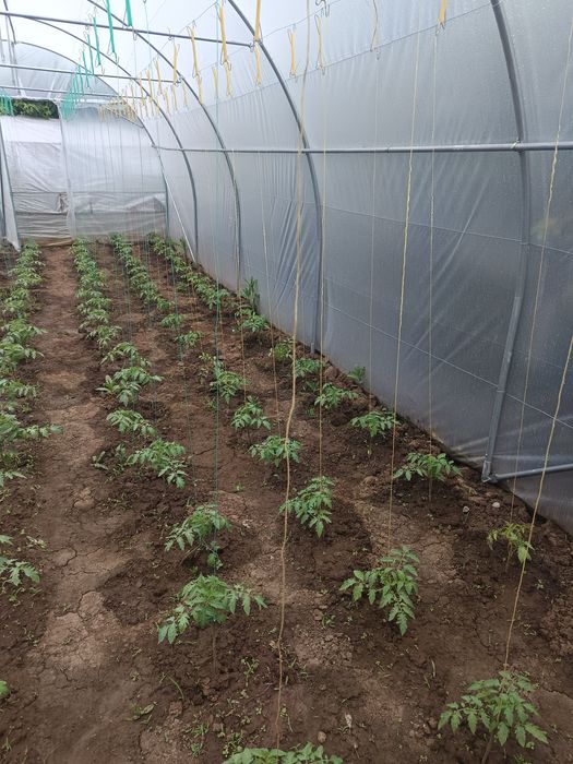 Cârlig de prindere pt plante