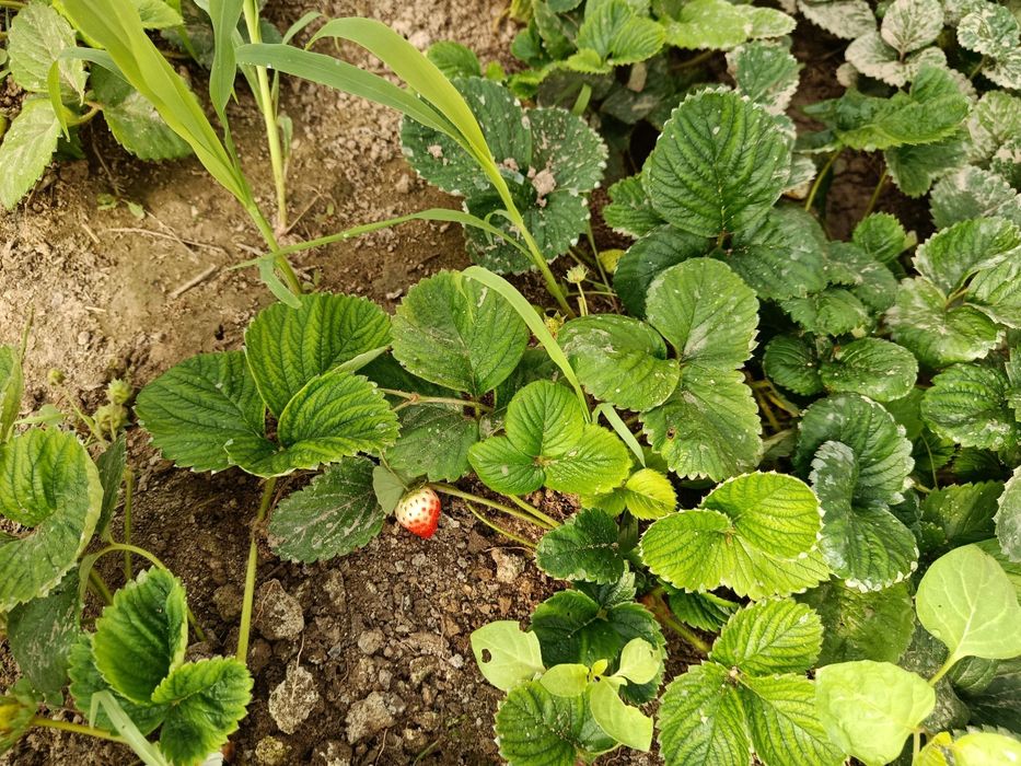 Qulupnay ko‘chatlar sotiladi