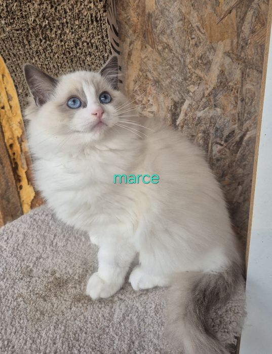 Ragdoll Blue Bicolor superb
