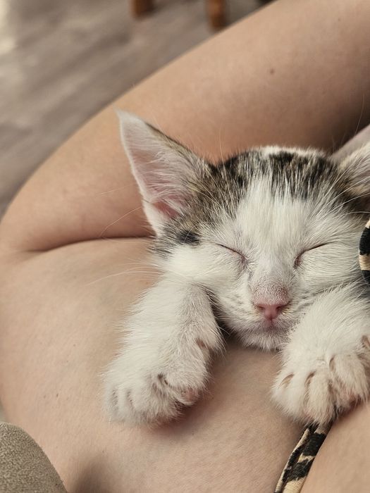 Котёнок Кики ищет себе семью