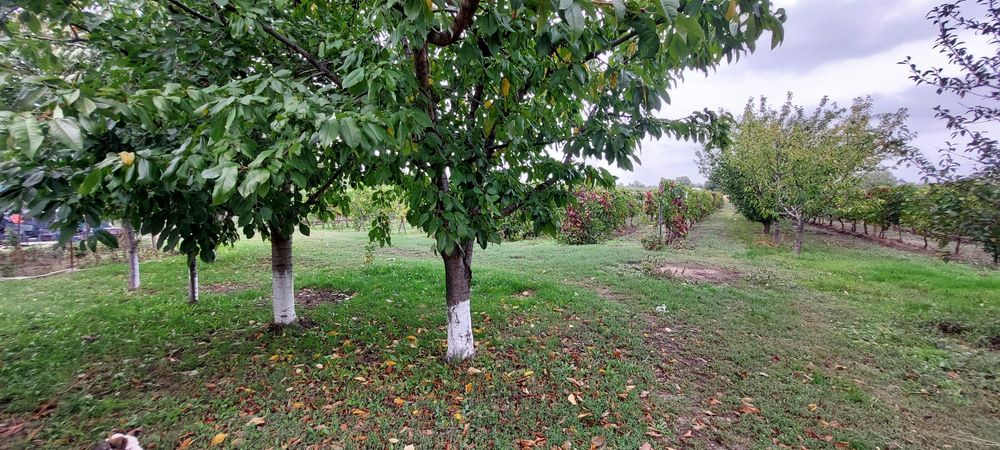 Casa de vanzare spațioasă +vie in Tifesti 294 mp locuinta, 1500mp vie