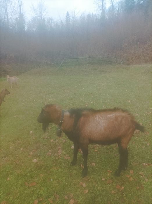 Țap alpin pur de vînzare,are 3 ani,1000 negociabil