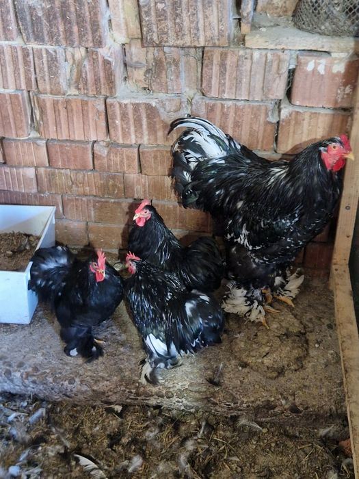 De vânzare Cochinchina, Wyandotte, Australorp, Brahma bobat, Brahma