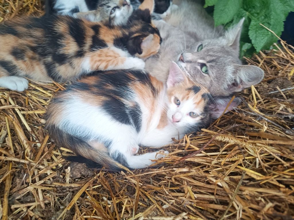 Donez pisici foarte jucausi