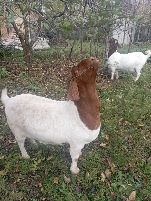 Capre și iezi boer de vânzare