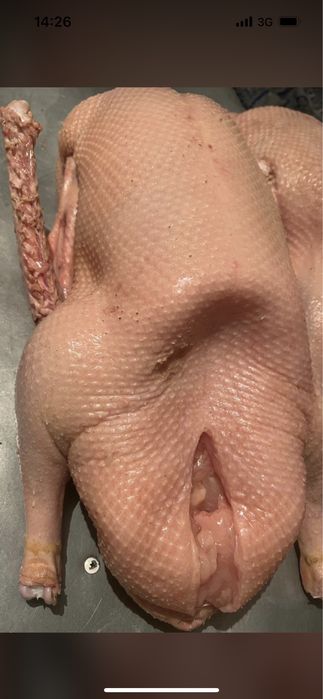 Мясо свежего гуся