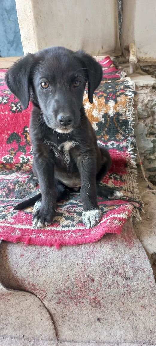 Sotiladi  labrador-retriver 2 oylik qiz kuchuk