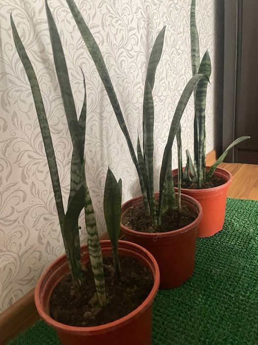 Сансевиерия (щучий хвост) — очищает воздух! 3 больших горшка, в каждом