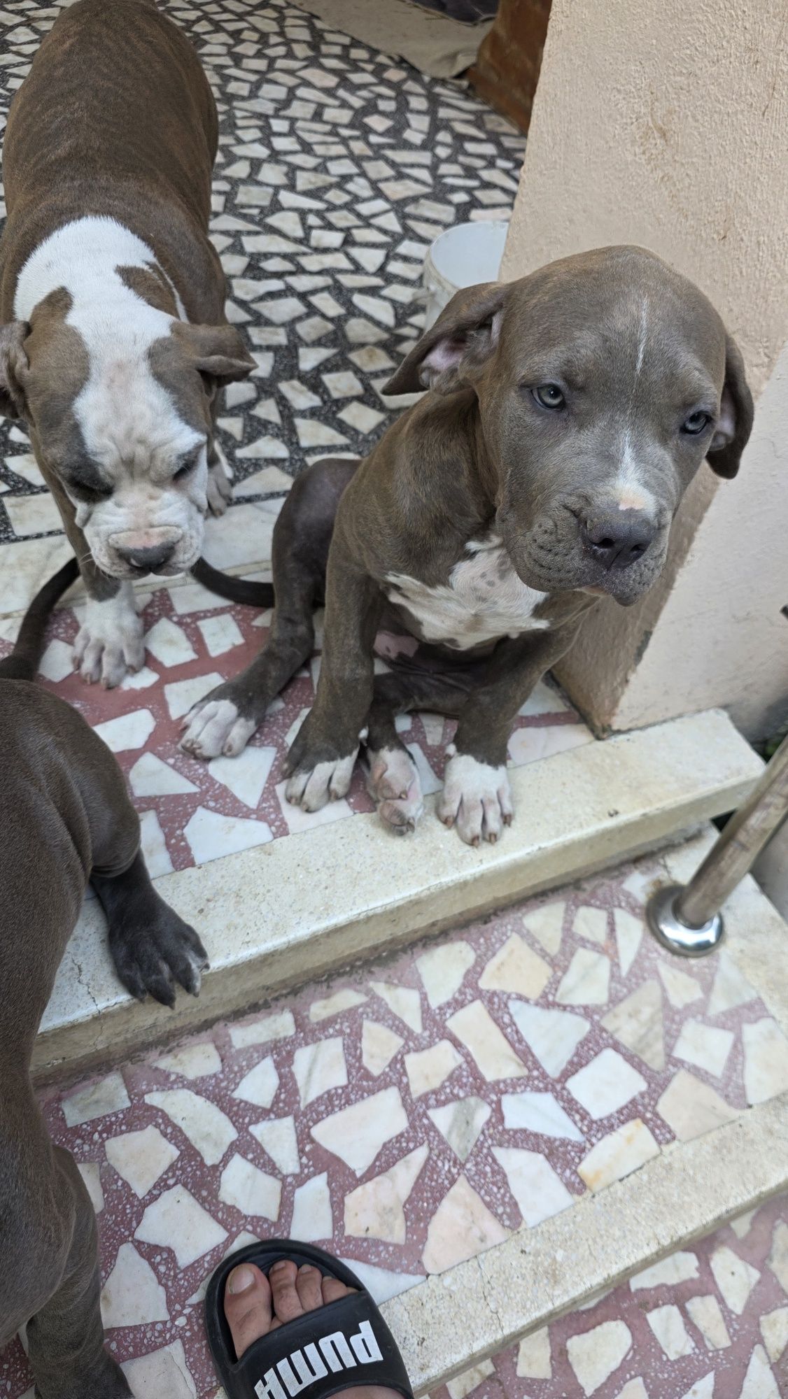 Cățelușă American Bully XL Blue tigrat (brindle blue)