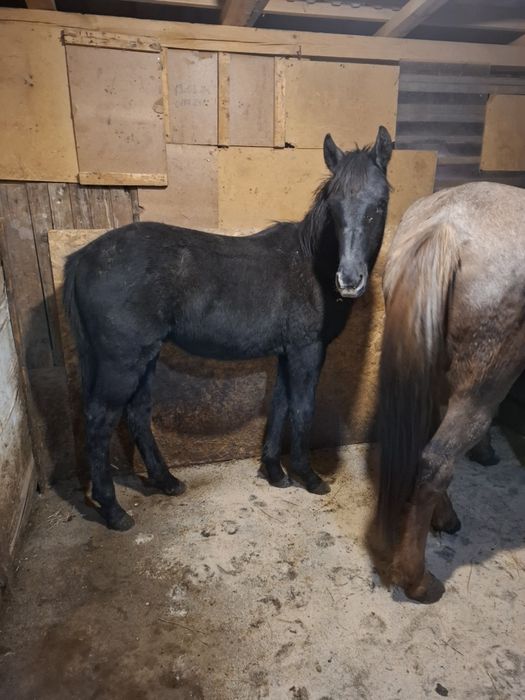 Продавам мъжко конче на 9 месеца