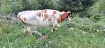 Vand Bovine (Vaci?)