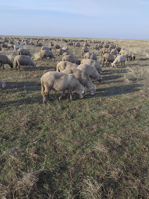 Oi Țigăi de vânzare