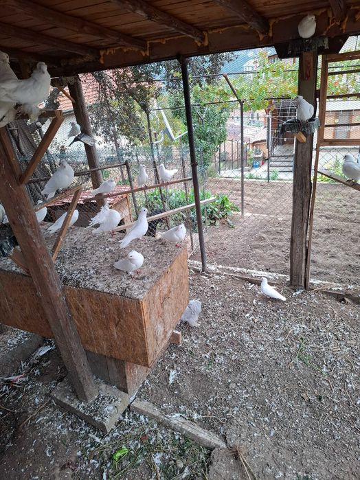 Продават се гълъби