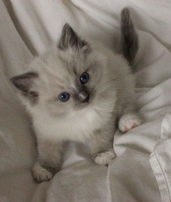 Продаются котята!