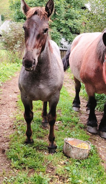 Manza de vanzare 4,5 luni