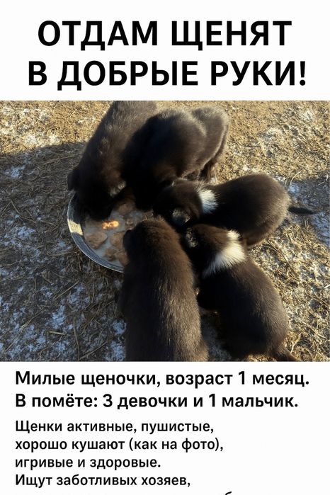 Щенята от мален собачки...1.5 мес