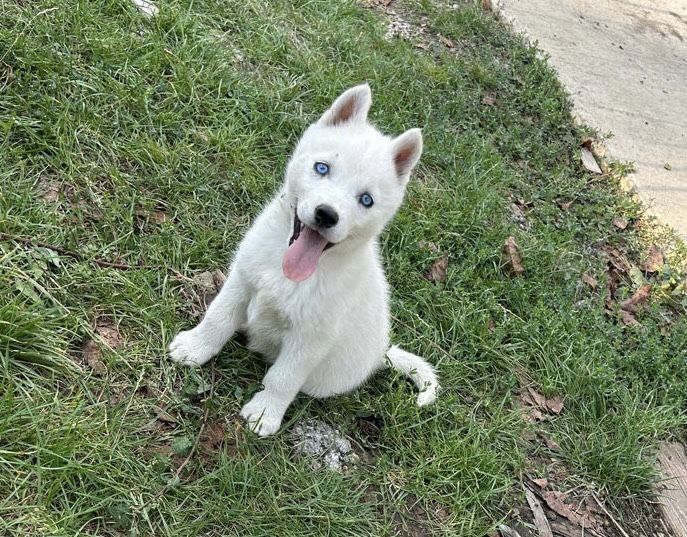 Fetita husky siberian