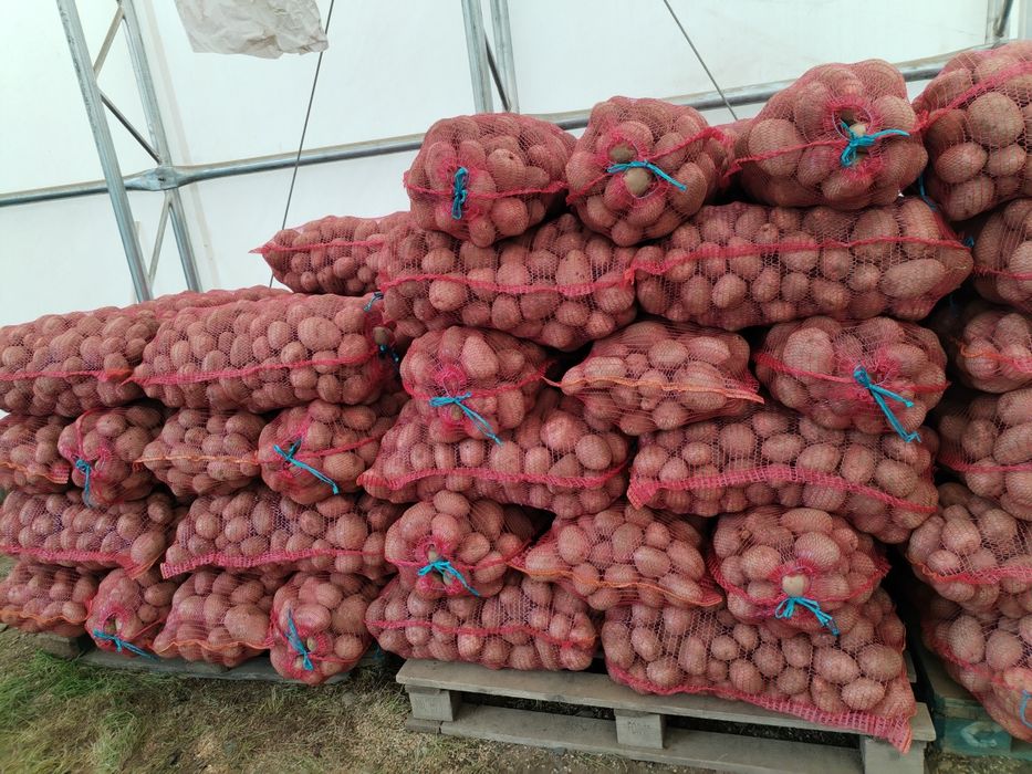 Cartofi de consum alb Marabel 1,5 lei și rosu Bellarosa 1,6 RON