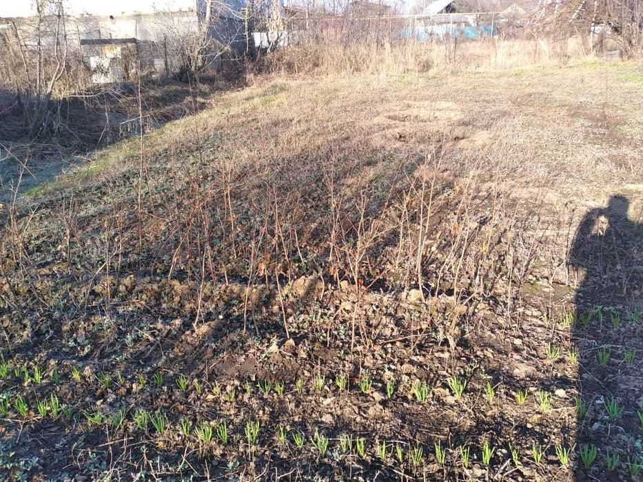 Саженцы - яблони.