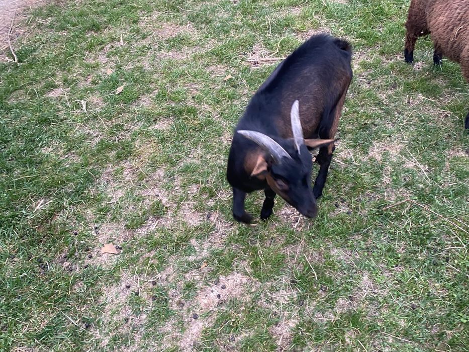 Vând un țap și un miel