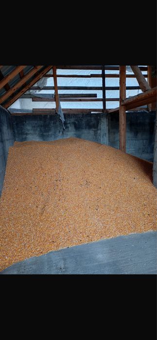 vand porumb boabe productie 2025