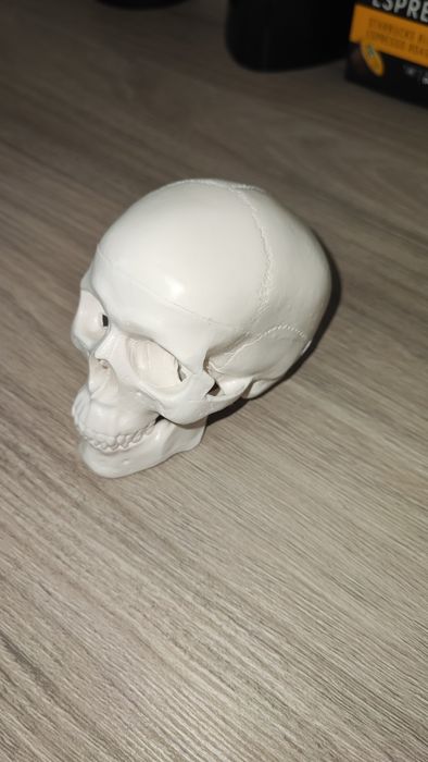 Анатомичен модел на череп