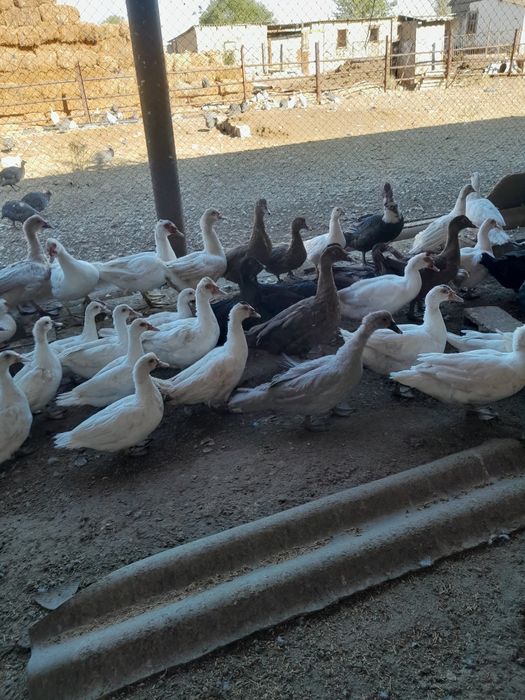 Продаются индоутки шипуны