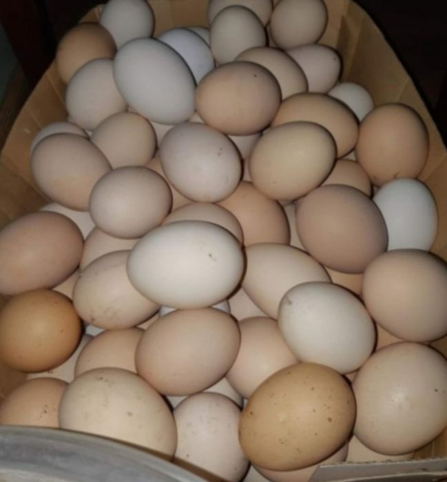 Яйцо домашний кора товулани тухумлари желток кип кизил мазаси Зур