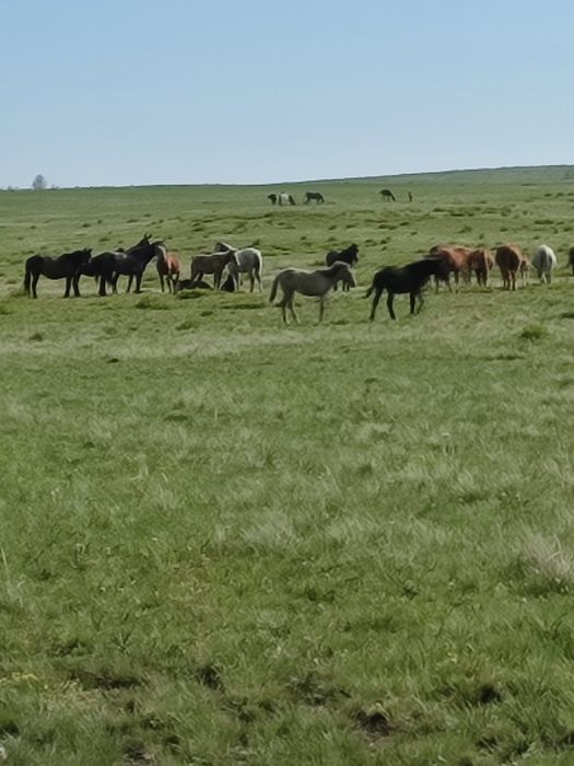 Продам косяк лошадей. (Обмен на авто.)