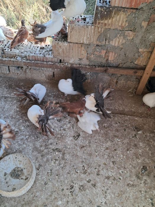 Porumbei Rotati coada neagră și coada rosie