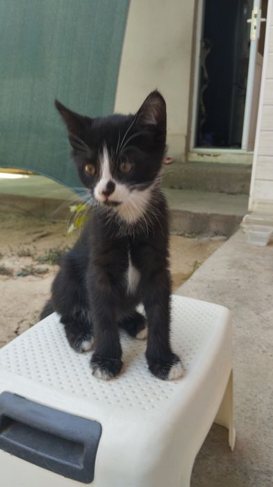 Котята хорошие отдам даром