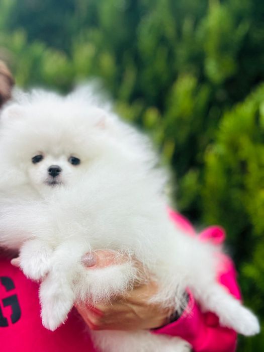Pomeranian Alb. Superb și mini