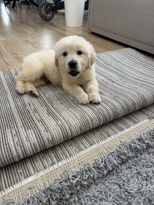 De vanzare Golden Retriever cu Pedigree FCI si carnet cu vaccin