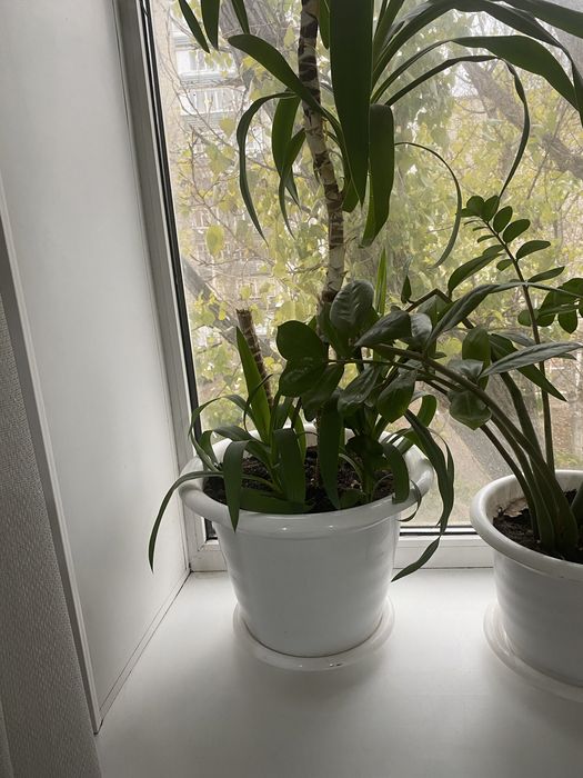 Продам домашние цветы