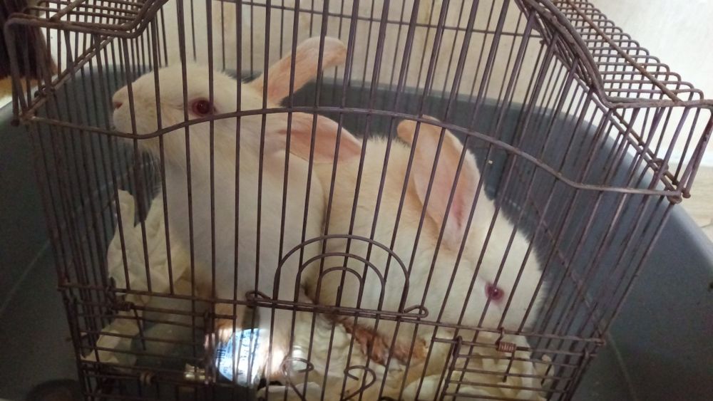 Кролики  грызуны