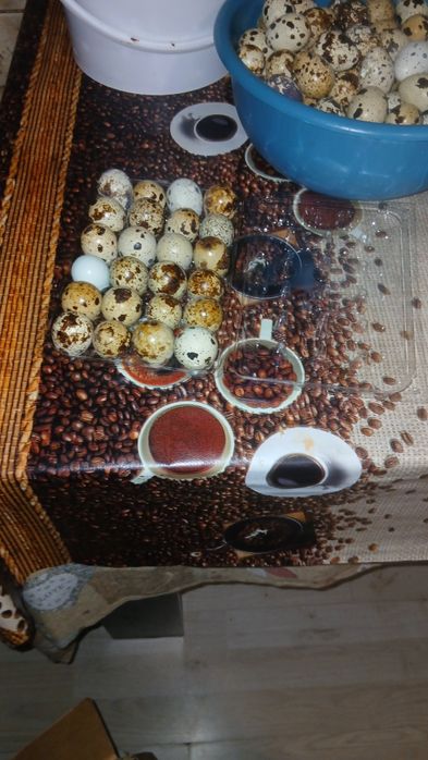 Vând oua de prepelițe proaspete !