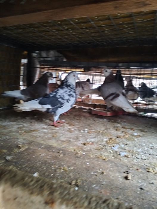 Jucători de birmingham